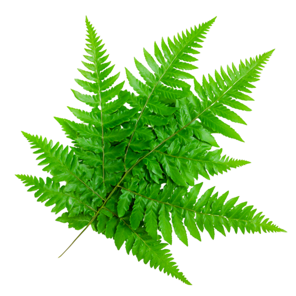 Fresh Green Fern Leaf on for Nature and Botanical Illustrations png