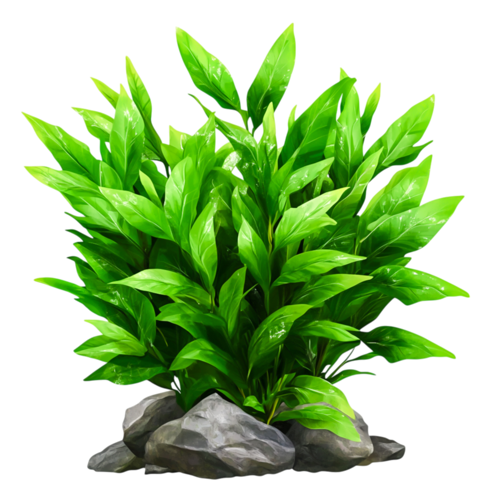 Lush Green Plant with Vibrant Leaves Surrounded by Smooth Stones in Nature Setting png