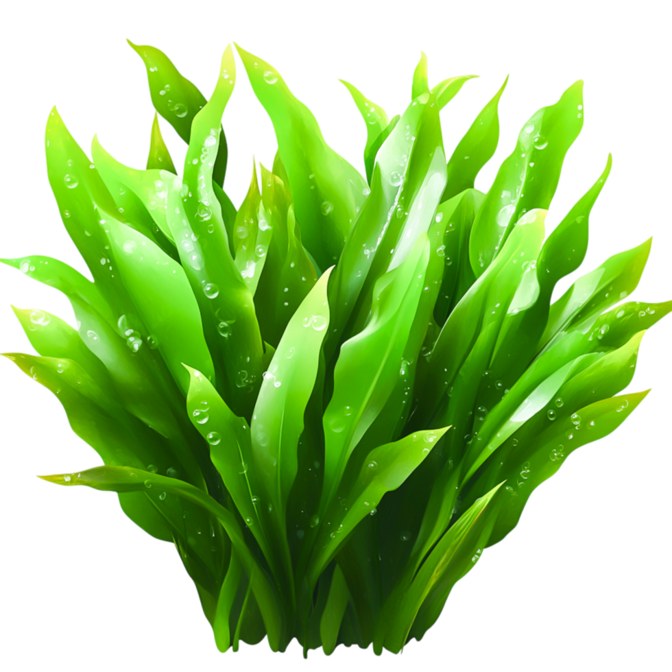 Lush Green Grass with Dew Drops in Bright Natural Light for Freshness and Vitality png