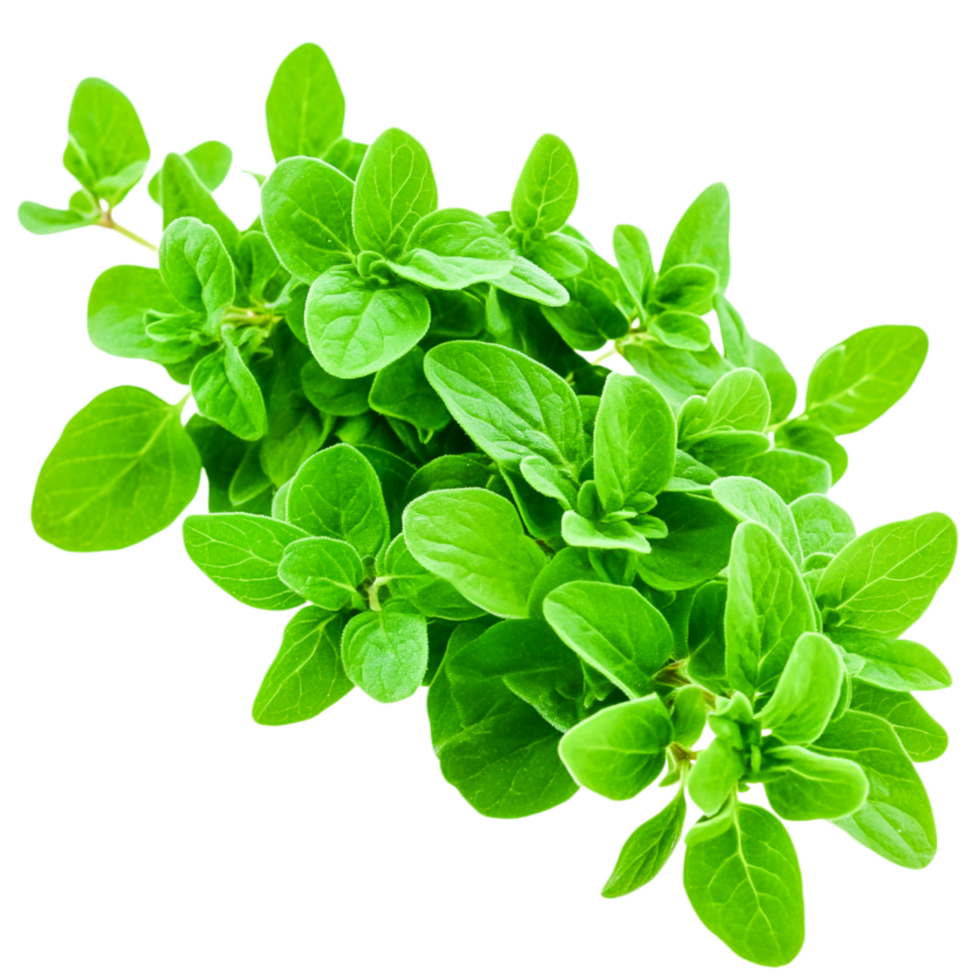 Fresh Oregano Leaves on for Culinary and Herbal Use in Cooking png