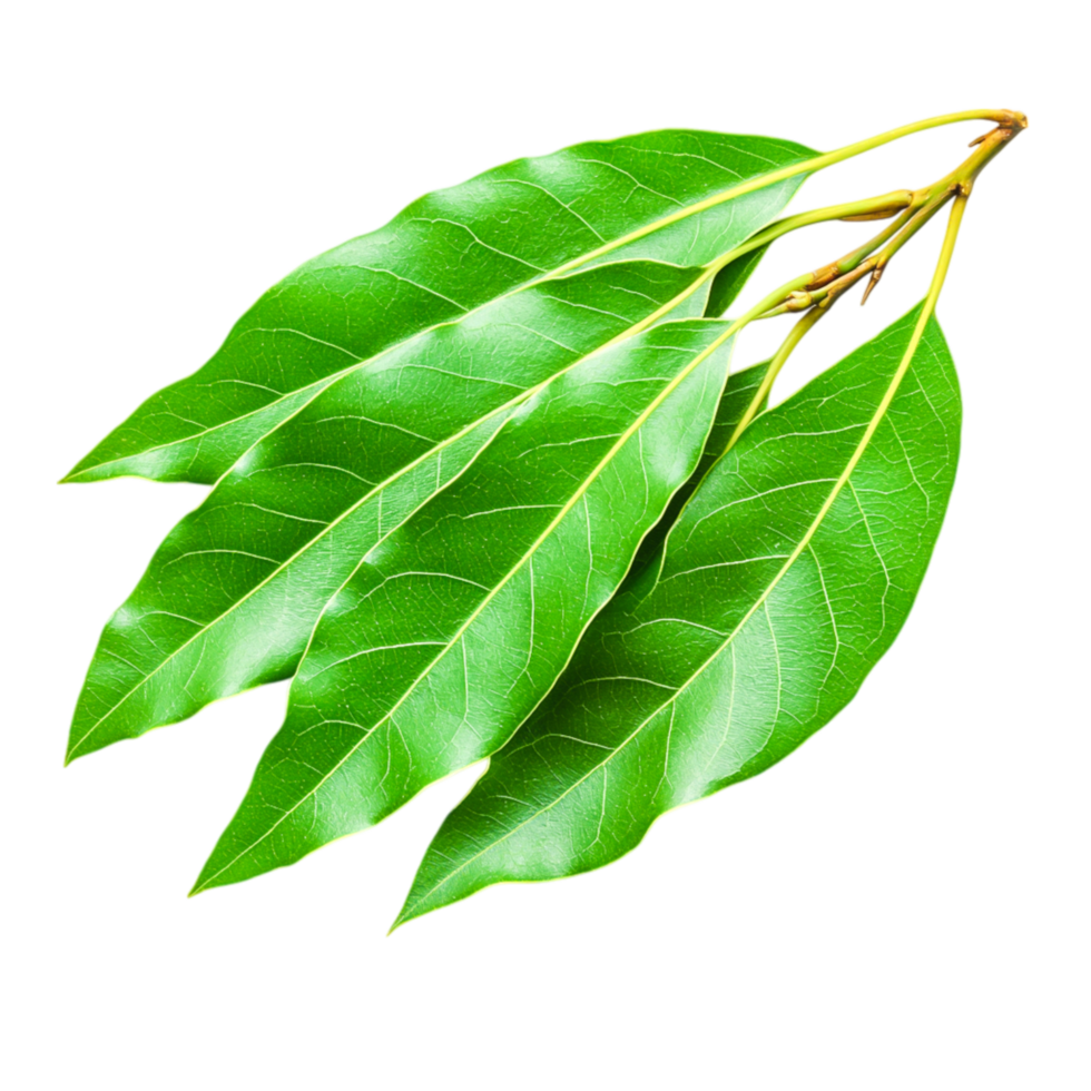 Fresh Green Leaves of Bay Tree for Culinary Use and Natural Decoration png