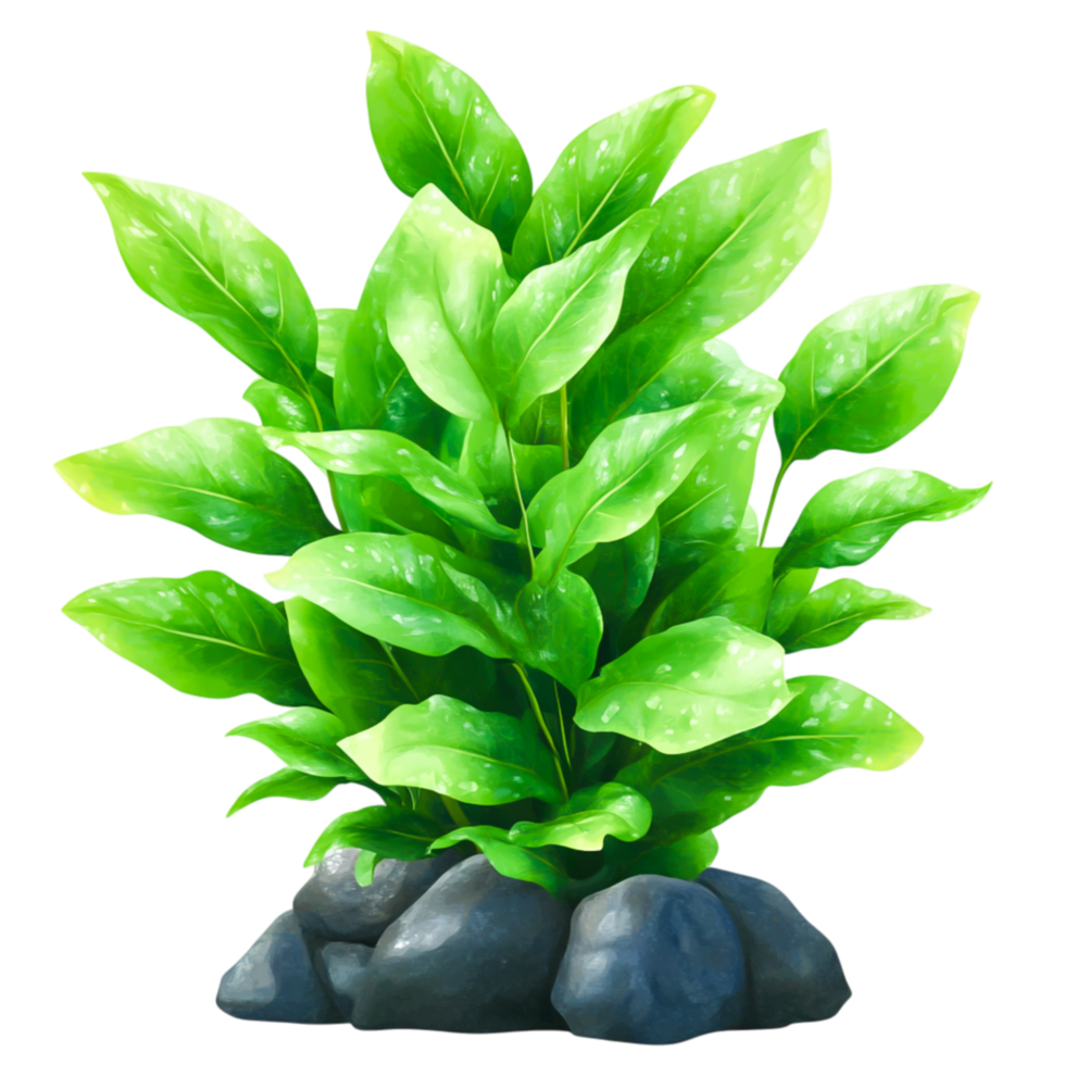 Lush Green Plant with Vibrant Leaves and Textured Stones in Natural Environment png