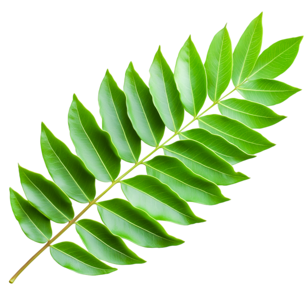 Fresh Green Leafy Fern Leaf for Nature Themes png