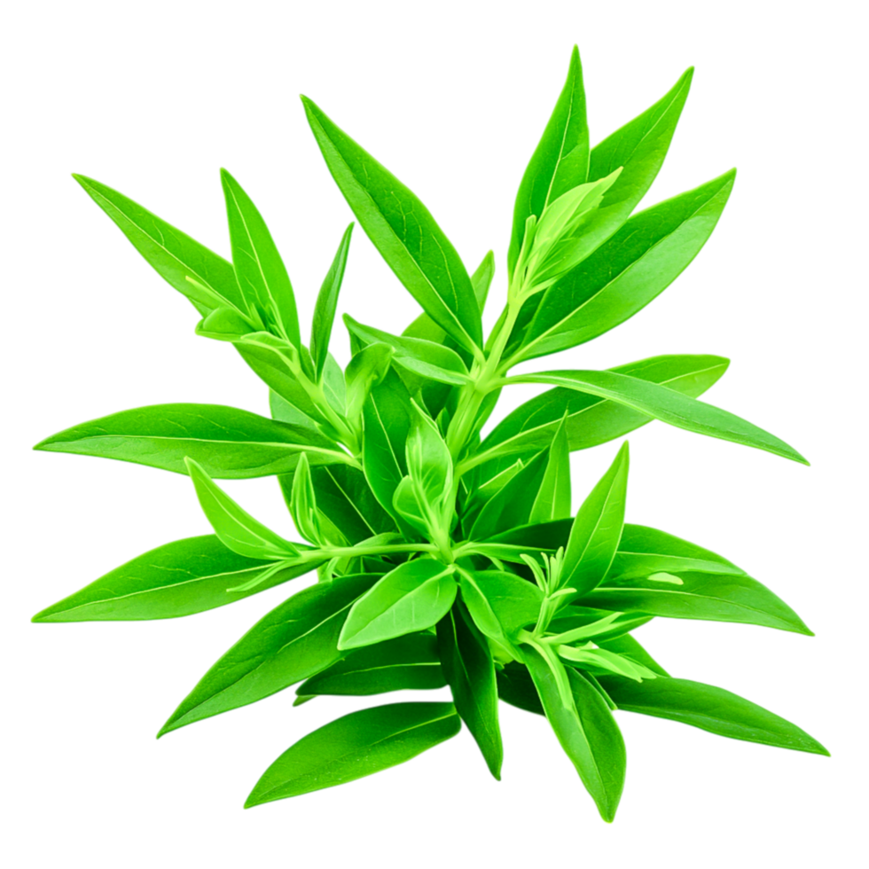 Fresh Green Leaves with Vibrant Texture for Natural and Organic Concepts png