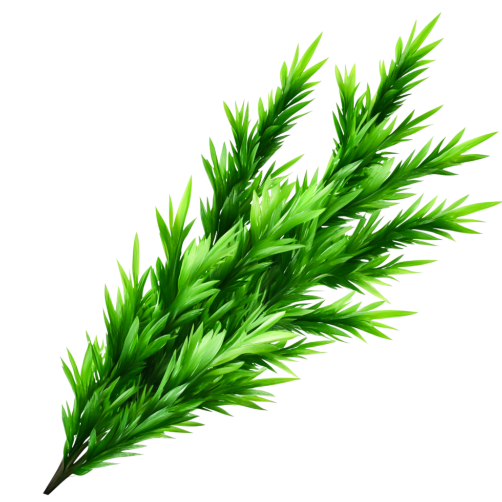 Lush Green Fern Leaf for Nature and Botanical Themes png