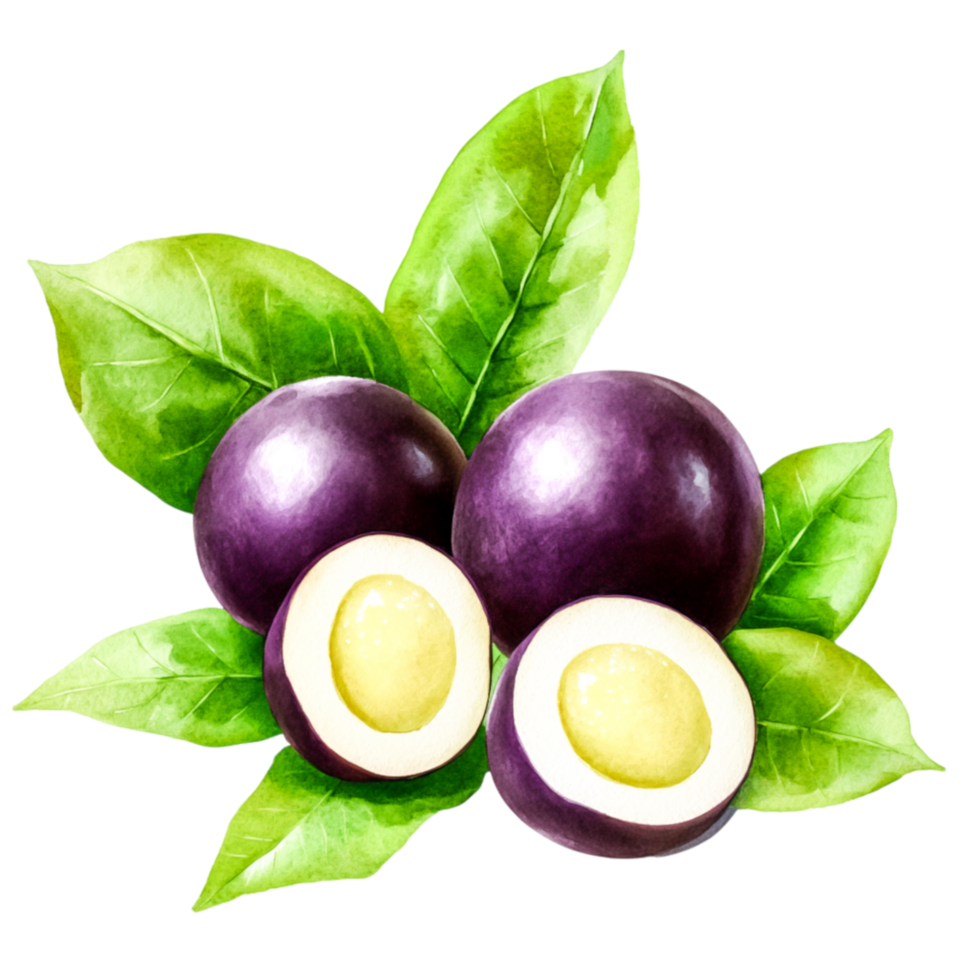 Fresh Purple Fruits with Green Leaves for Nature Themes png
