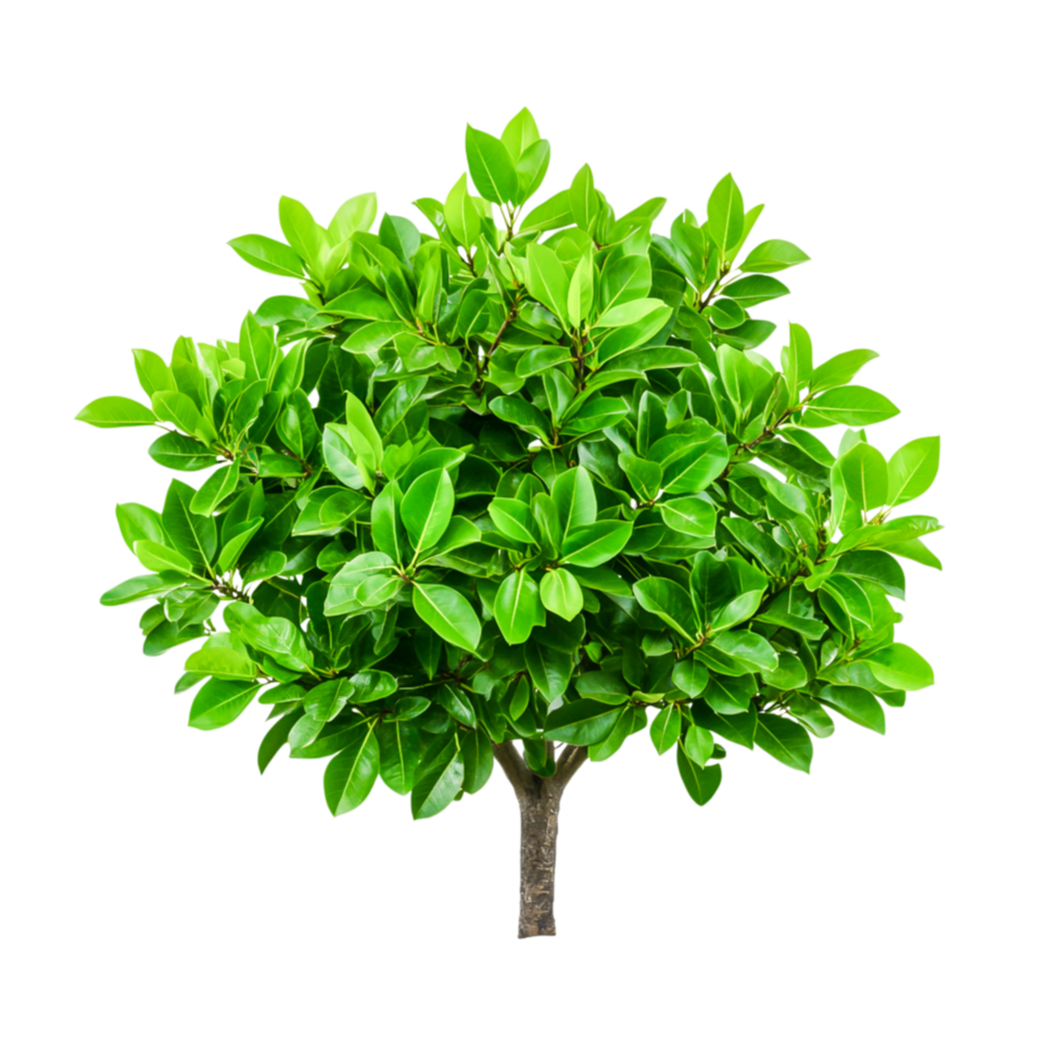 Lush Green Ficus Tree with Dense Foliage Isolated Against png