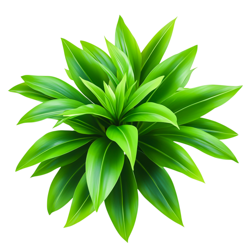 Lush Green Leafy Plant for Nature and Gardening Use png