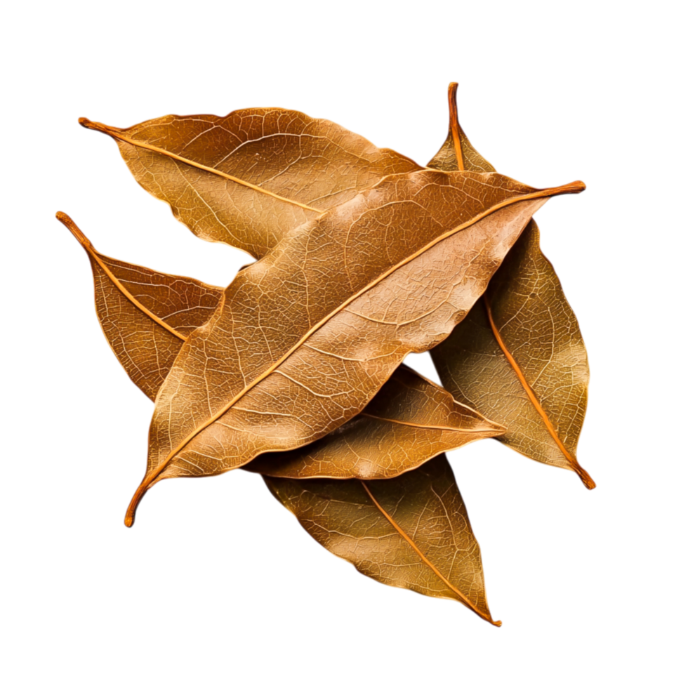 Deliciously Dried Bay Leaves Piled Together for Culinary Use and Flavoring Dishes png