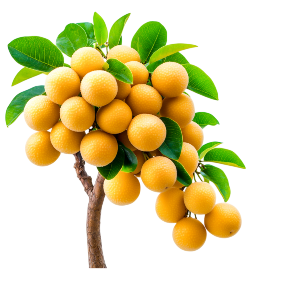 Fresh and Ripe Longan Fruit Bunch with Green Leaves Tree Branch png