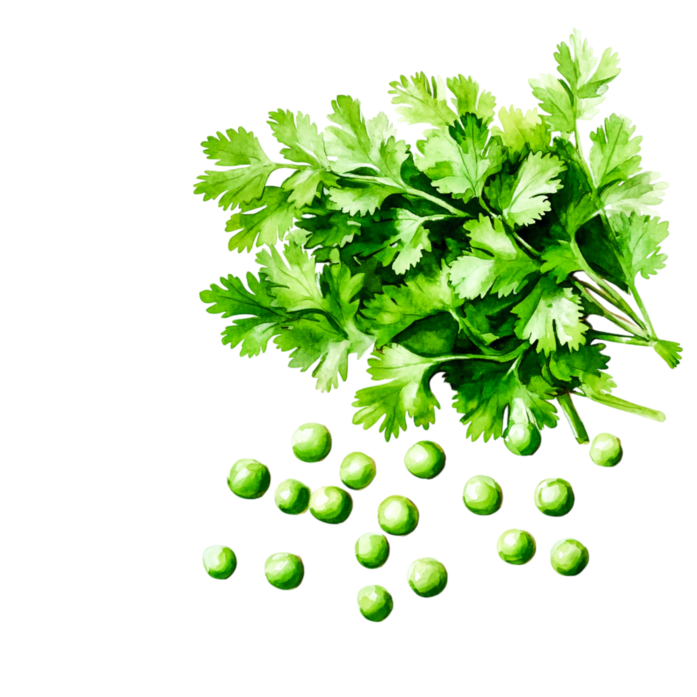 Fresh Green Cilantro Leaves and Bright Green Peas png
