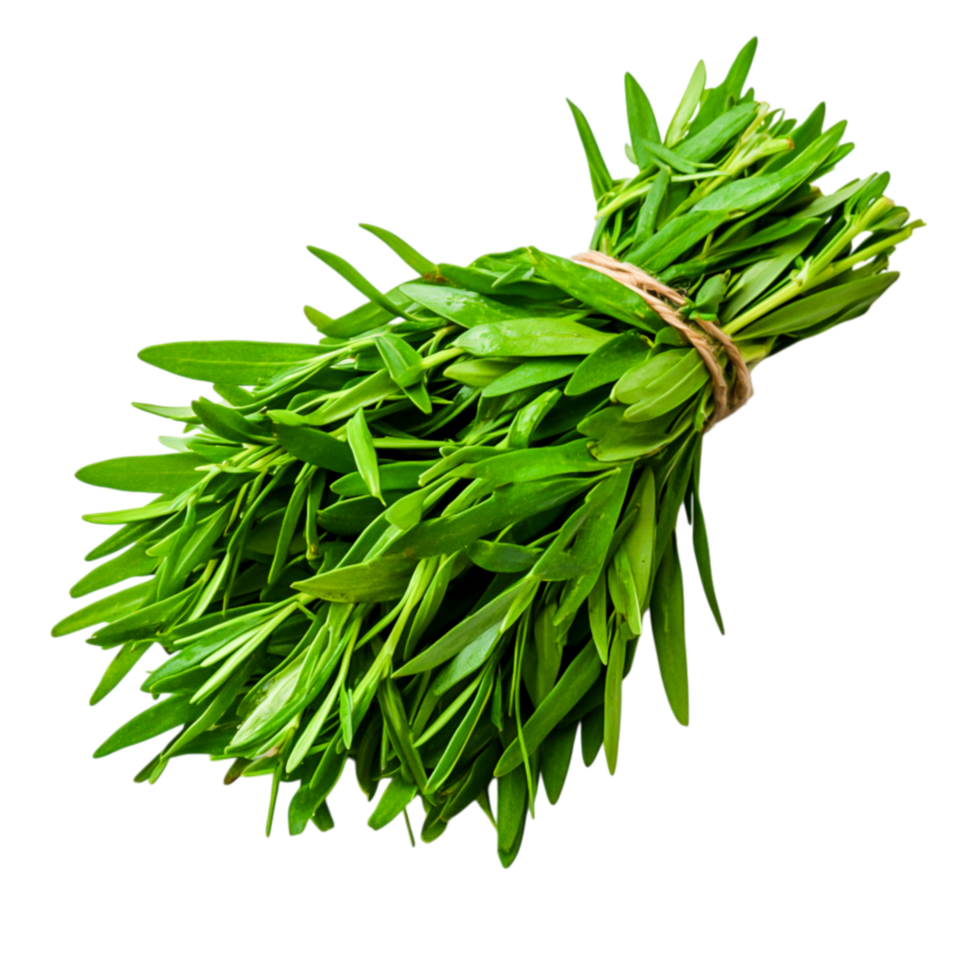Fresh Aromatic Green Herb Bunch Tied with Natural Twine for Culinary Use png