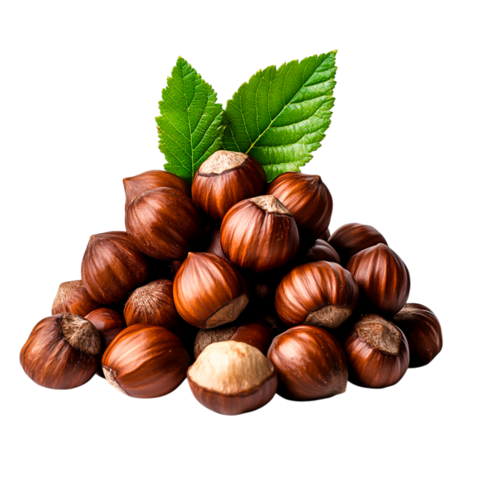 Fresh Organic Hazelnuts with Green Leaves on png