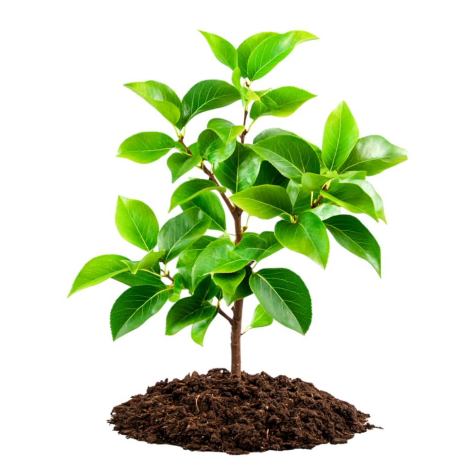 Young Green Plant in Rich Soil for Nature and Growth Themes png