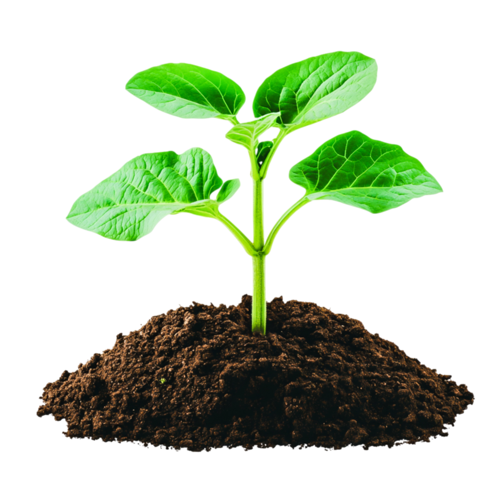 Fresh Green Seedling Growing from Dark Rich Soil Under Bright Natural Light png