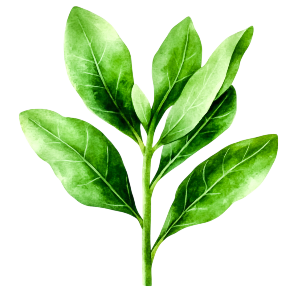 Fresh Green Spinach Leaves for Healthy Cooking and Nutrition png