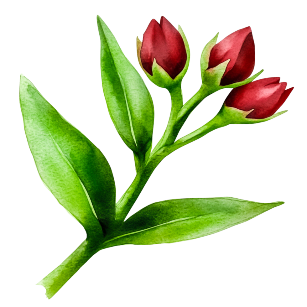 Fresh Red Flower Buds on Green Stem with Leaves in Watercolor Style Illustration png