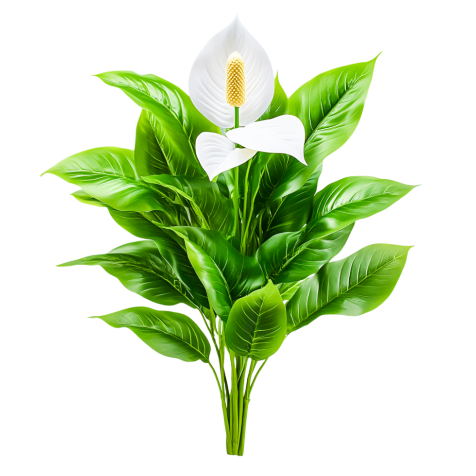 Lush Peace Lily Plant with Broad Green Leaves and Elegant White Flower Blooms png