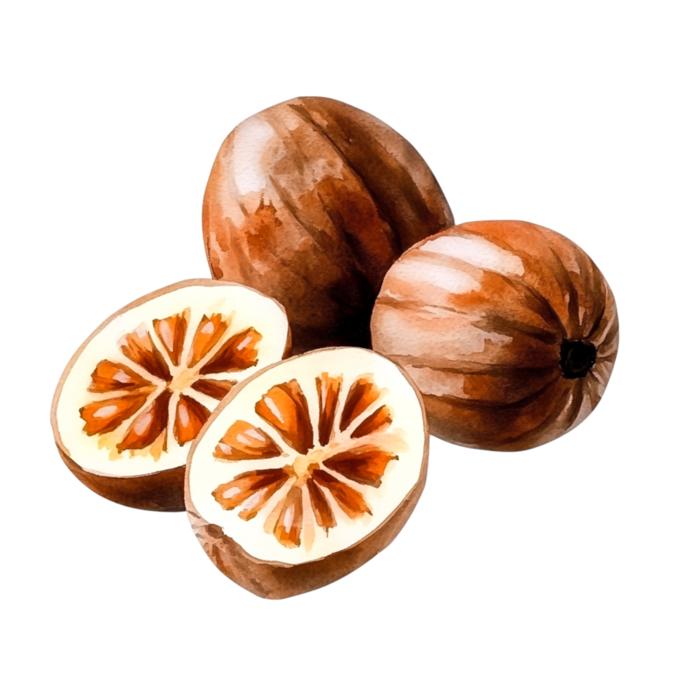 Delicate Watercolor Illustration of Exotic Fruit with Brown Shell and Orange Seeds png