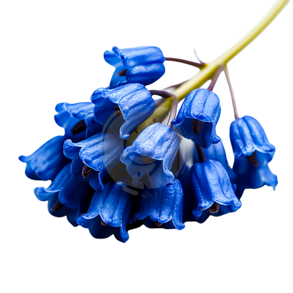 Vibrant Blue Blooming Flowers with Green Stems and png