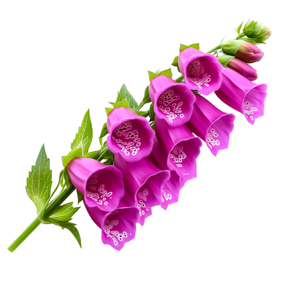 Vibrant Pink Flowers Green Stem Capturing the Beauty of Nature in Full Bloom png