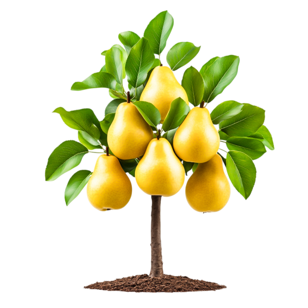 Lush Pear Tree with Ripe Juicy Pears and Vibrant Green Leaves in Sunny Environment png