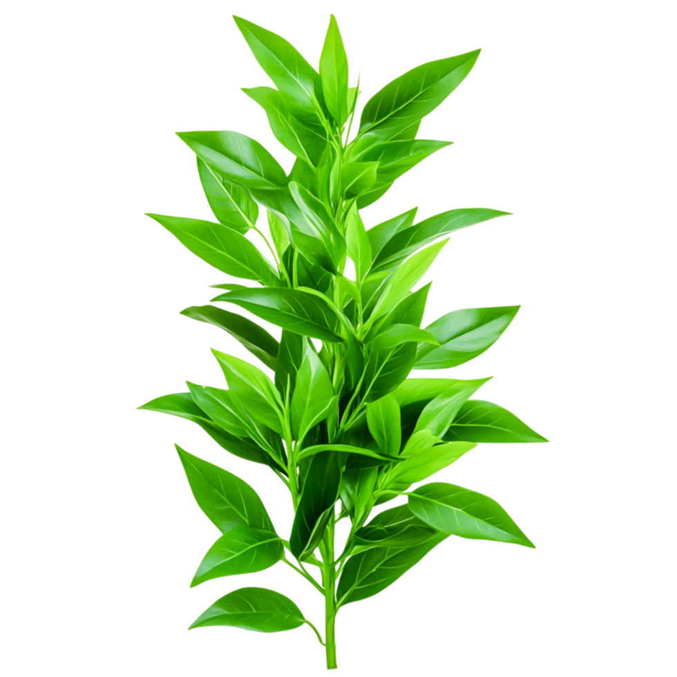 Fresh Green Leaves Branch for Nature and Gardening Themes png