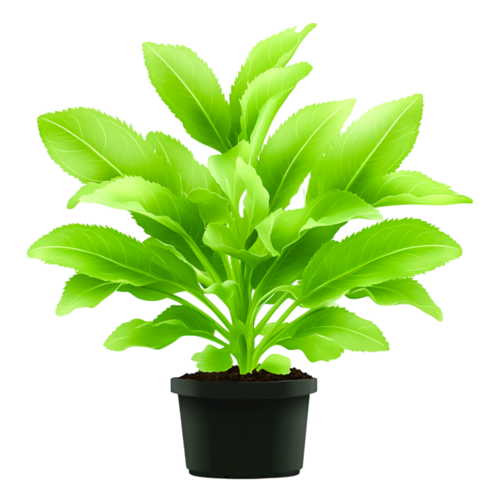 Lush Green Indoor Plant with Vibrant Leaves in Black Pot png