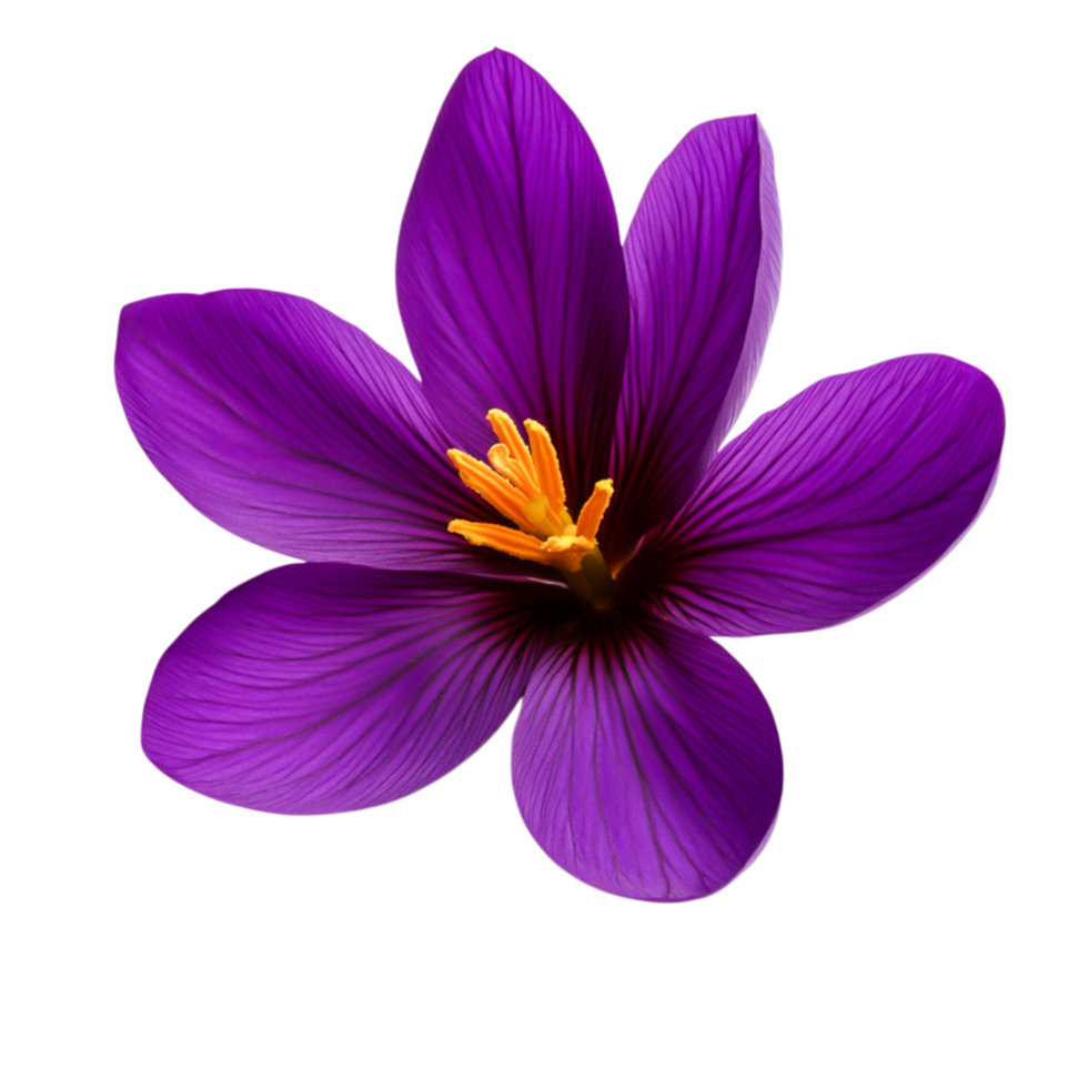 Vibrant Purple Flower with Delicate Petals and Bright Yellow Stamen in Bloom png