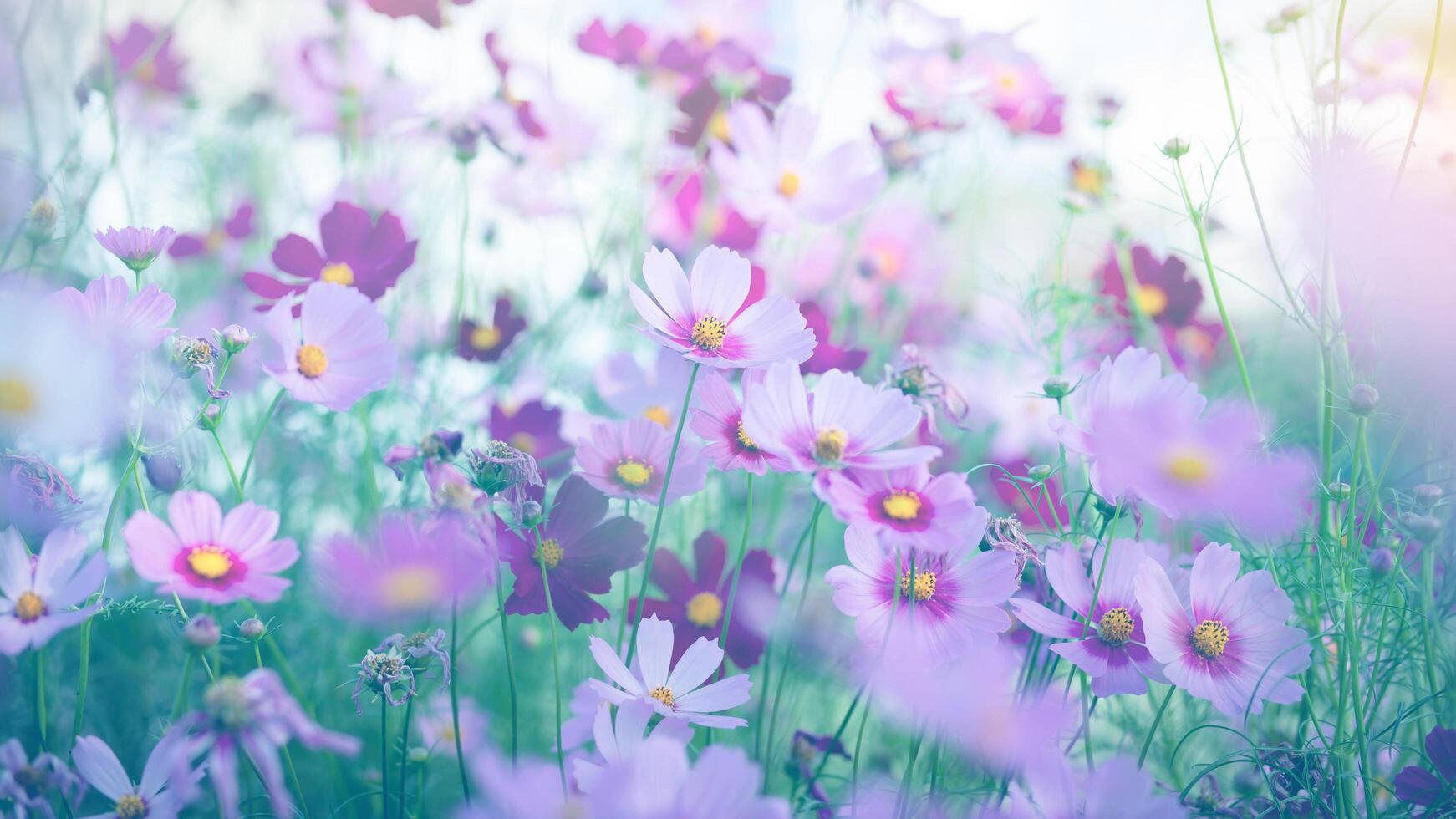 Cosmos flower blossom. photo