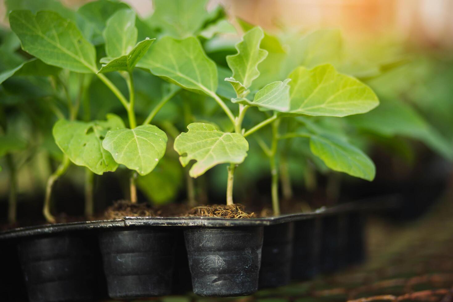 A row of organic vegetable in photo