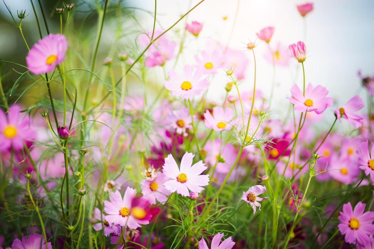 Cosmos flower pastel in photo