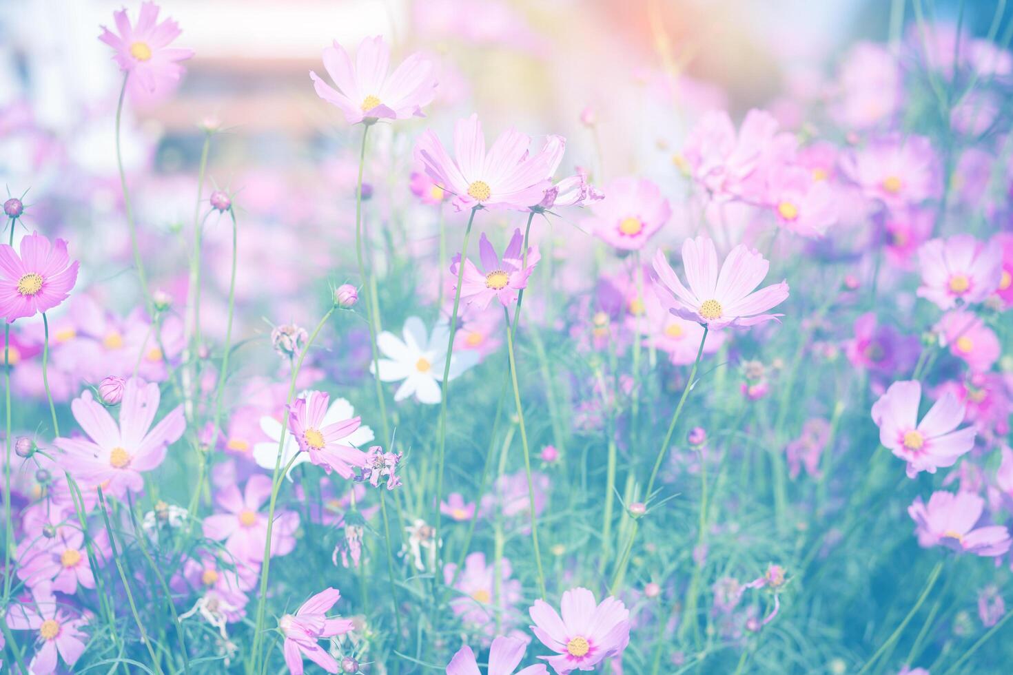 Cosmos flower pink in photo