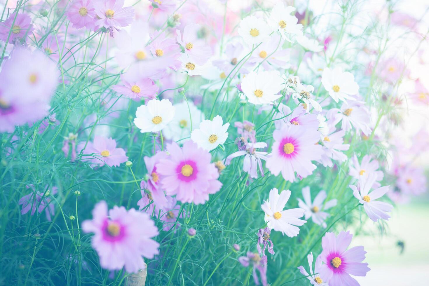 Cosmos flower pink garden photo