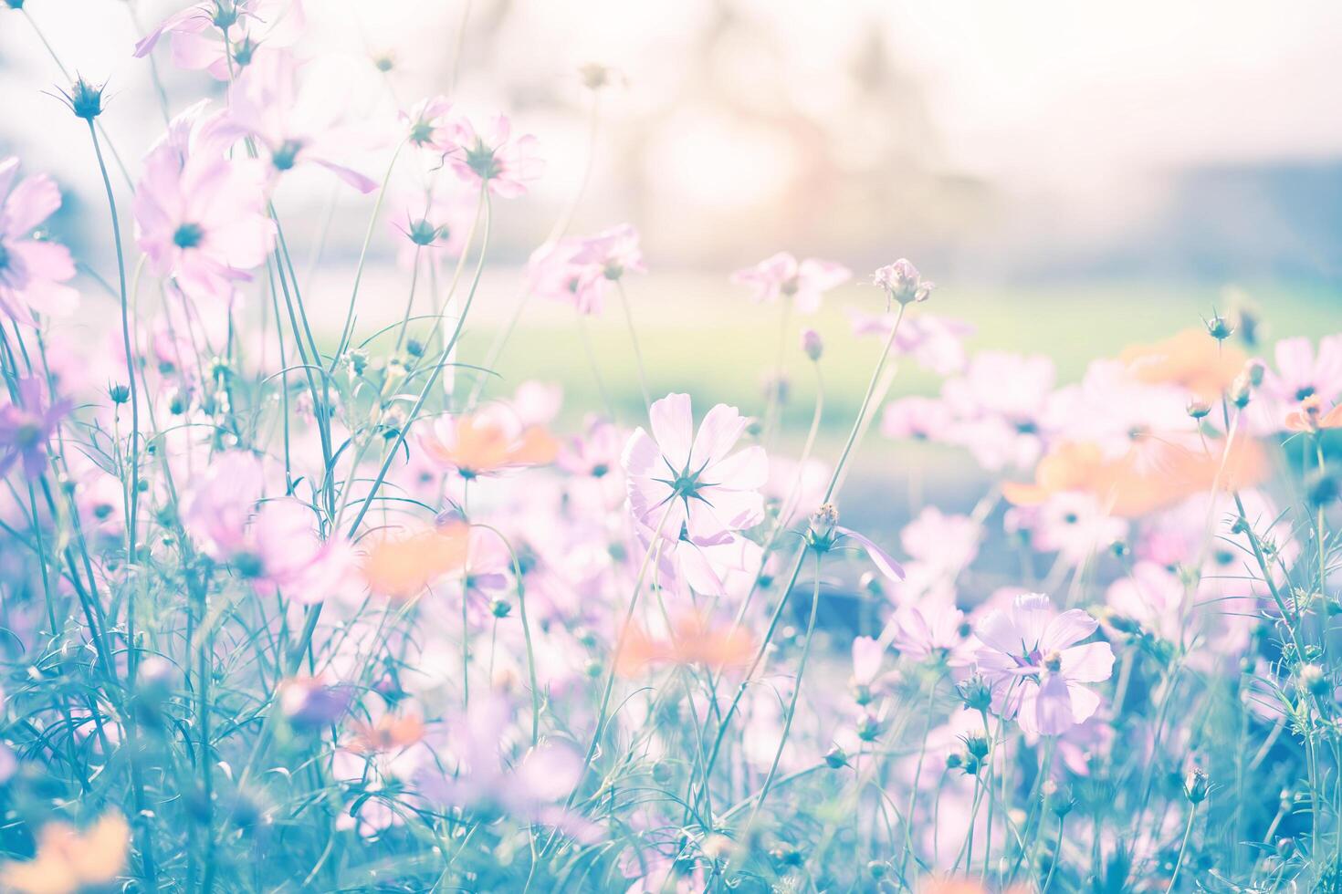 Cosmos flower blossom photo
