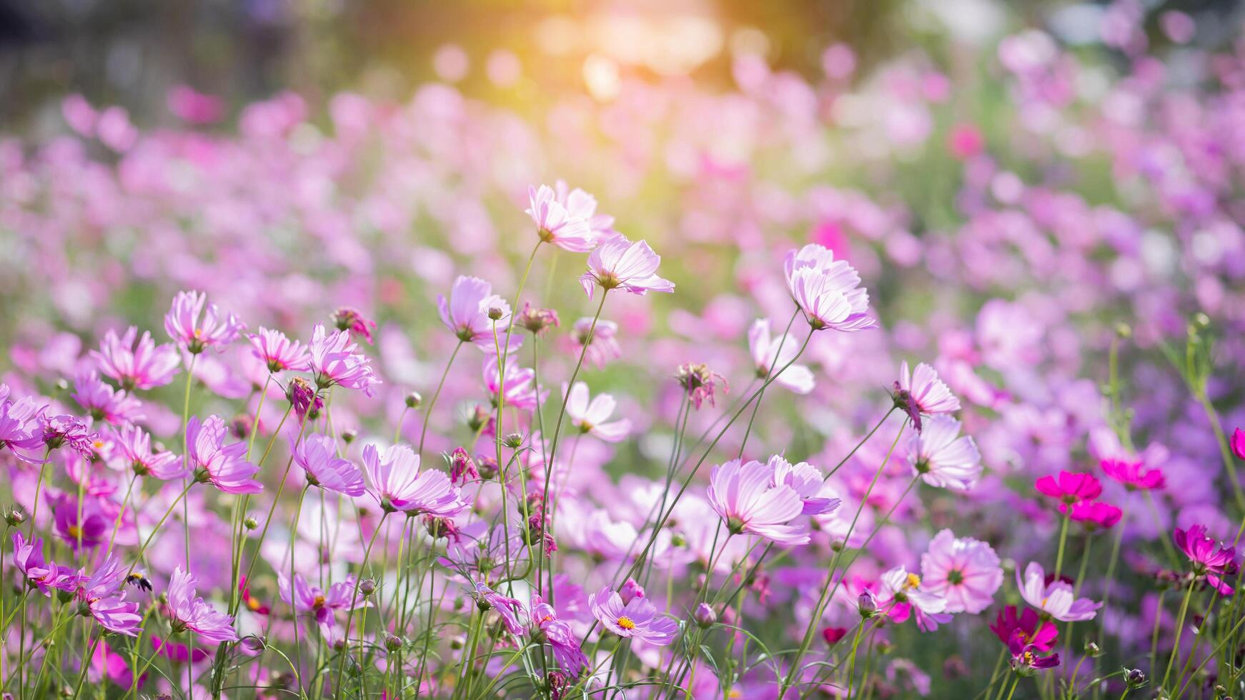 Cosmos flower pink in flora photo