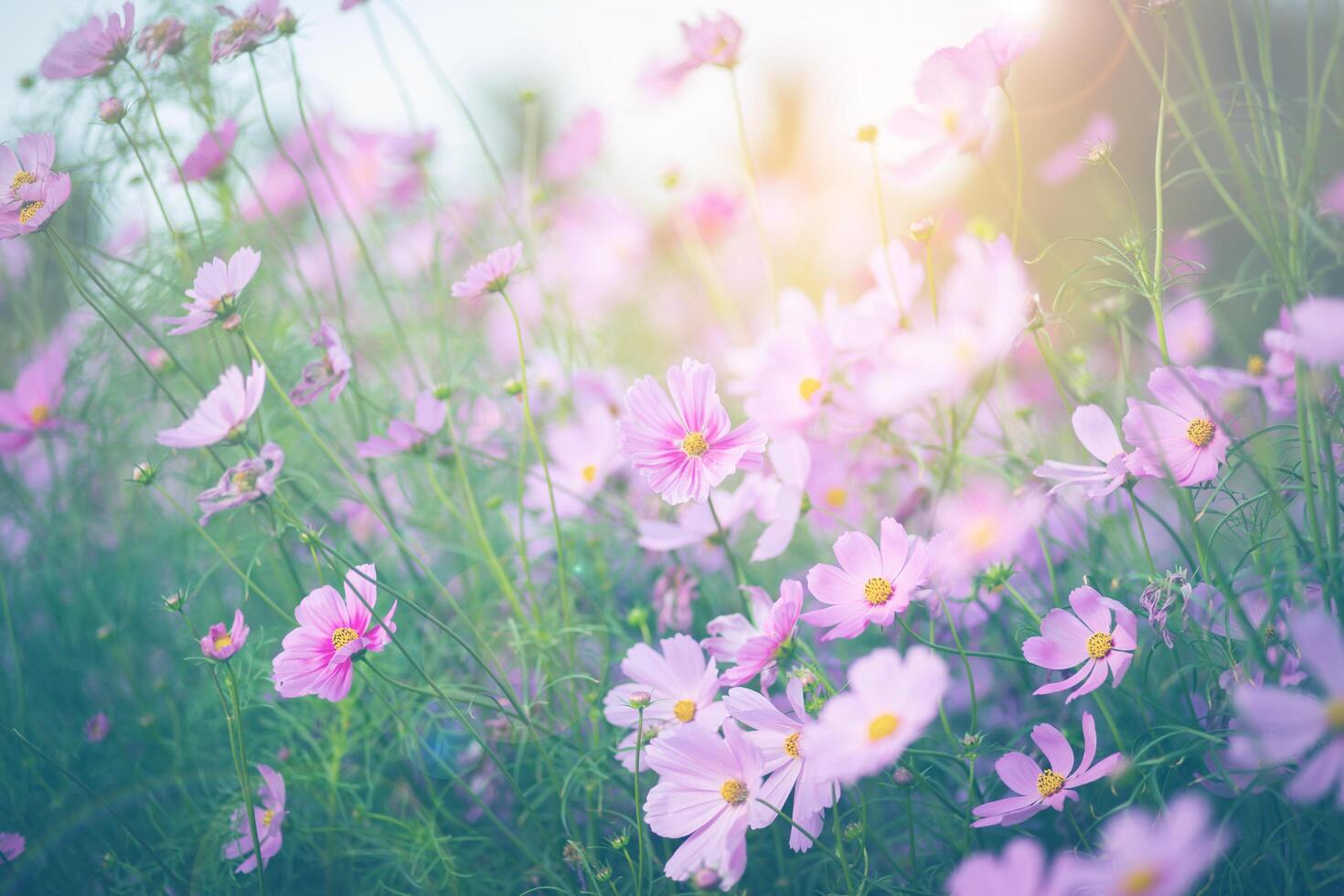 Cosmos flower in garden photo