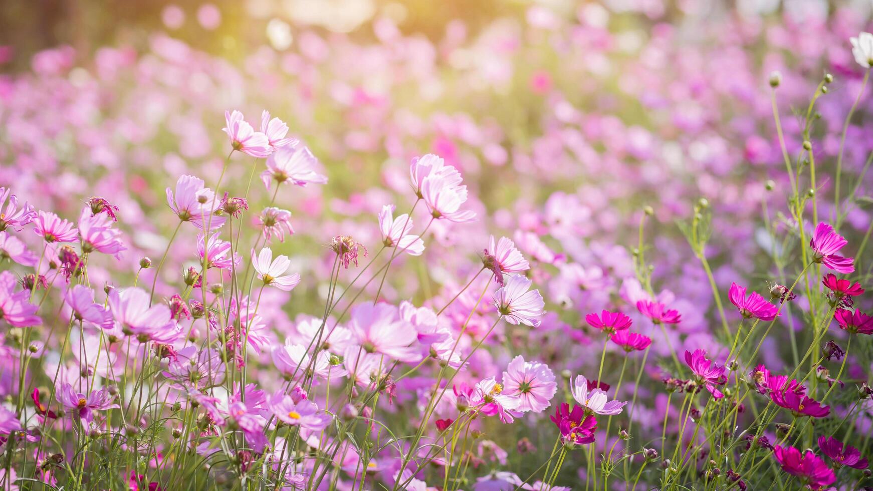 Cosmos flower pink flora photo