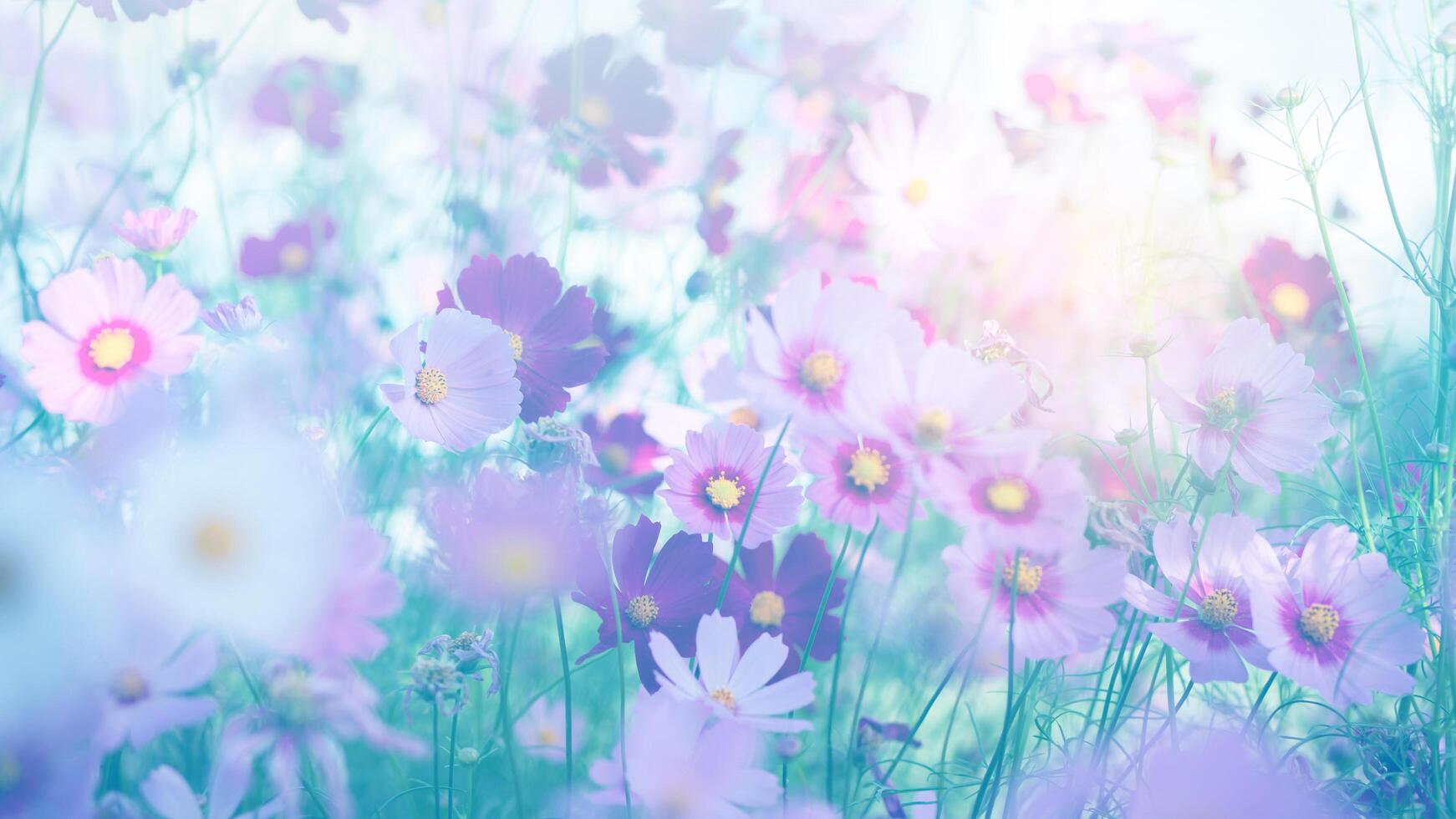 Cosmos flower blossom pink in photo