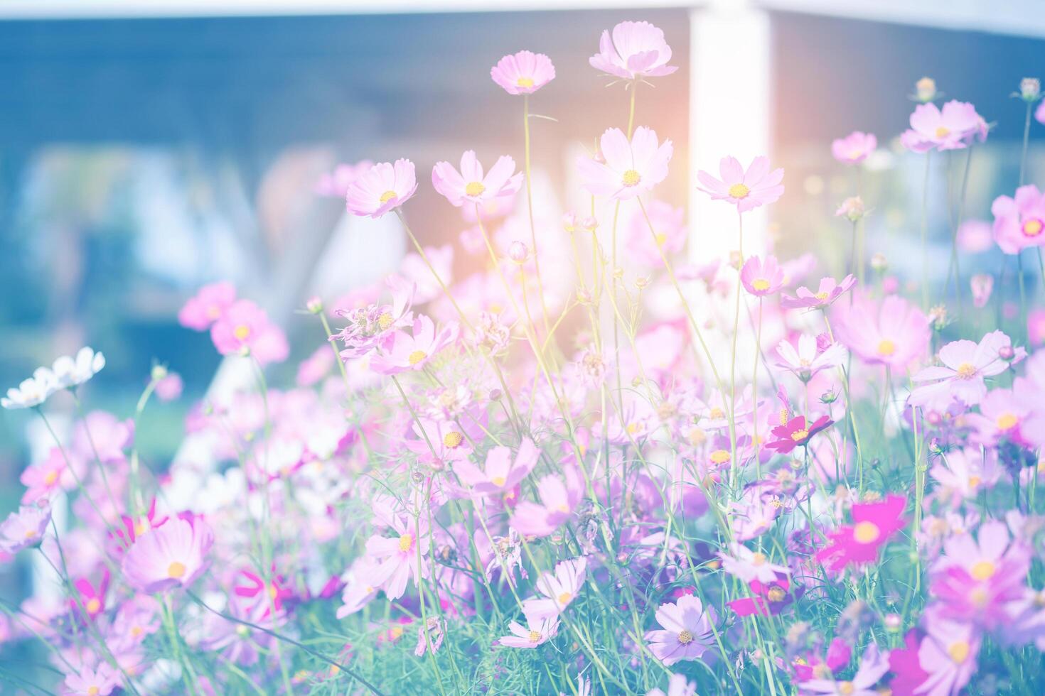 Cosmos flower blossom pink photo