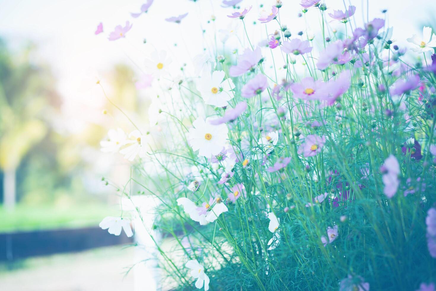 Cosmos flower pink in garden photo