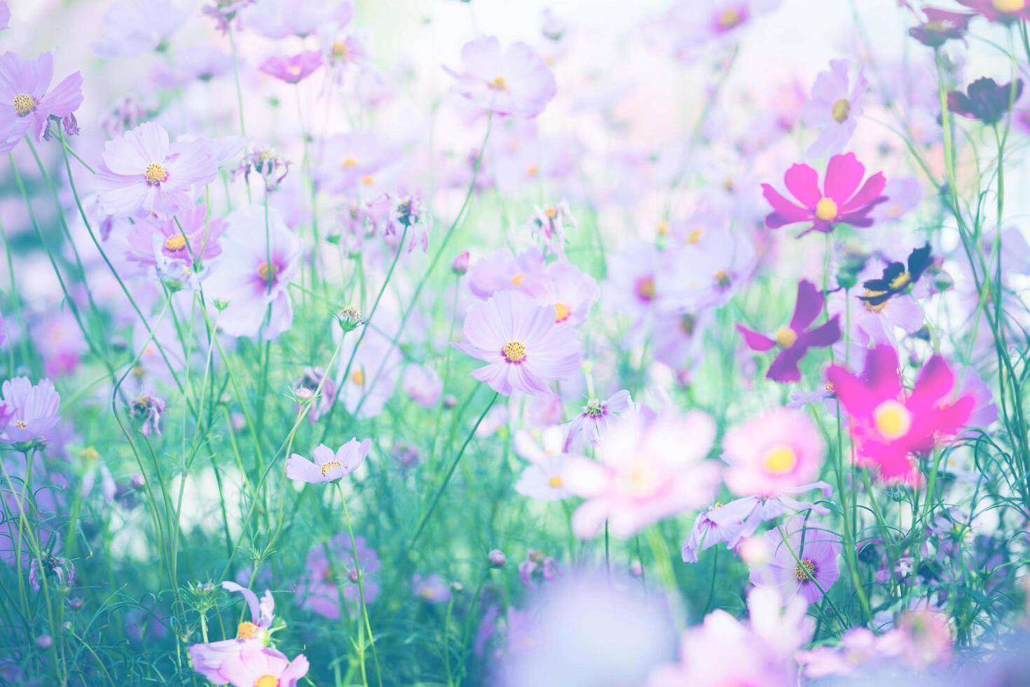 Cosmos flower blossom in pink photo