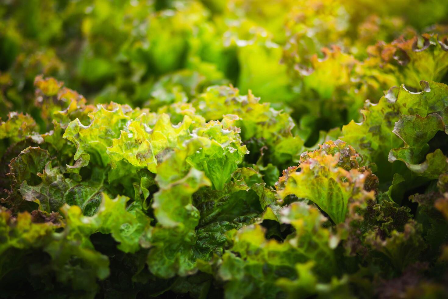 row of organic vegetable in photo