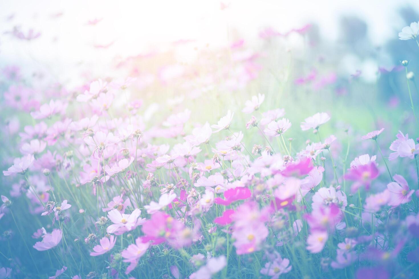 Cosmos flower pastel garden photo