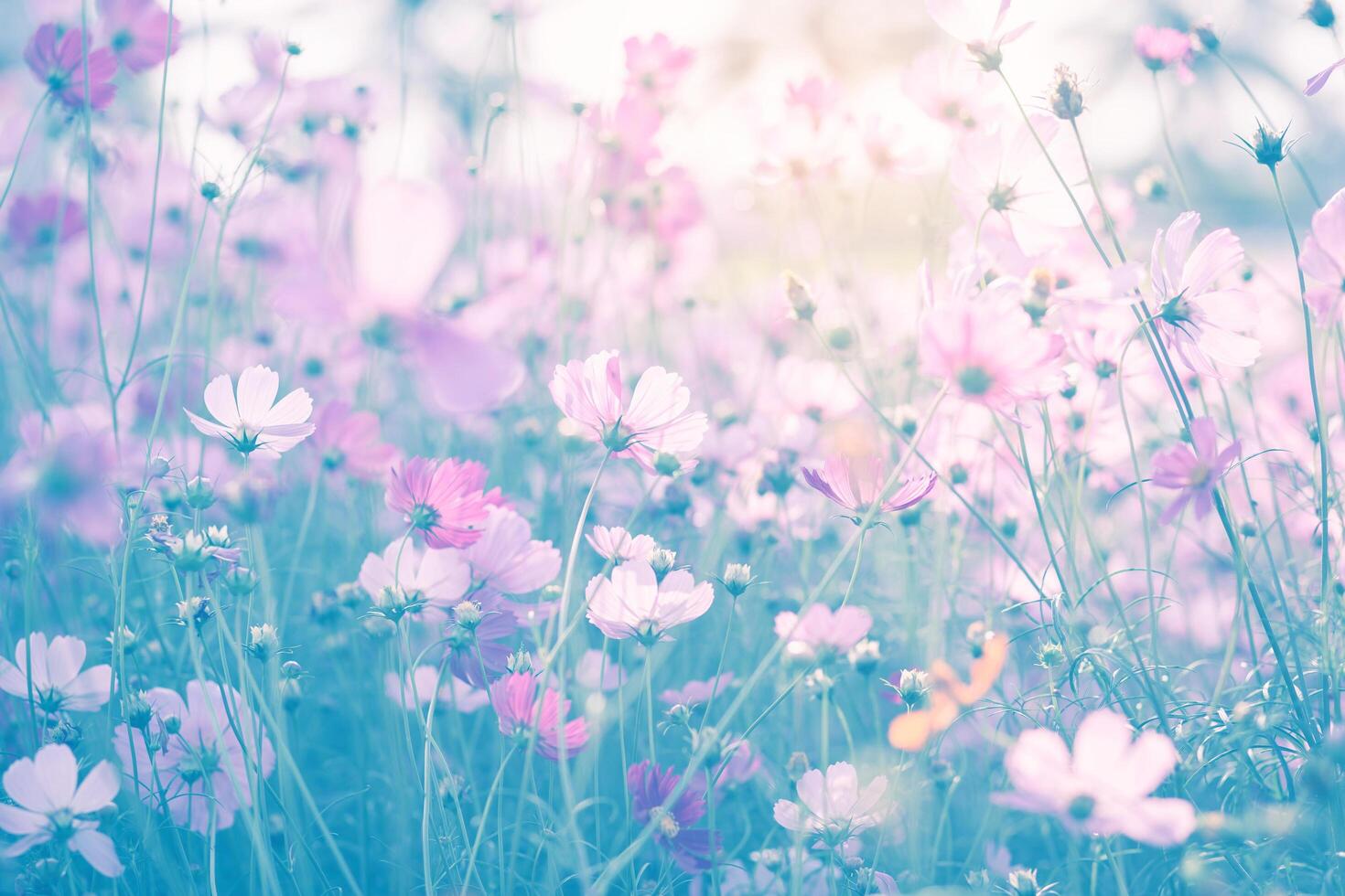 Cosmos flower pink photo