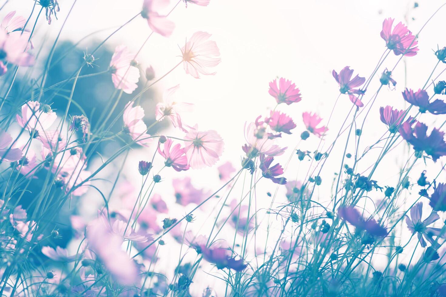 Cosmos flower blossom . photo