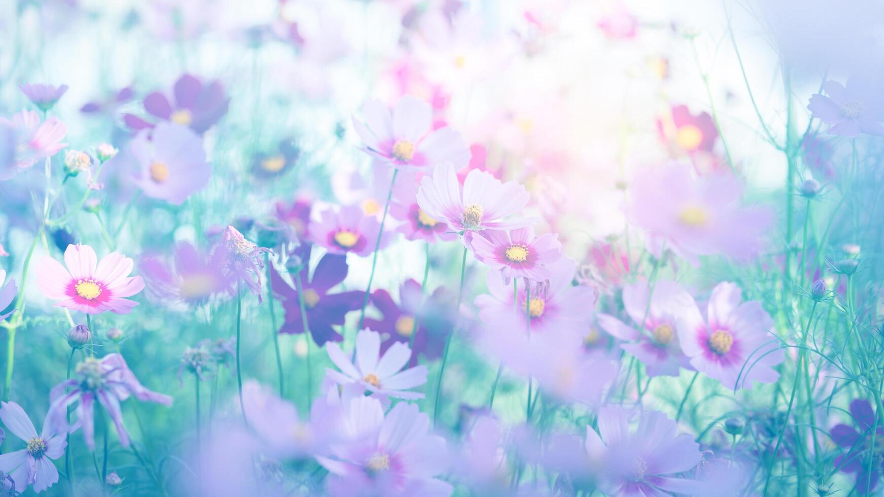 Cosmos flower pink red photo
