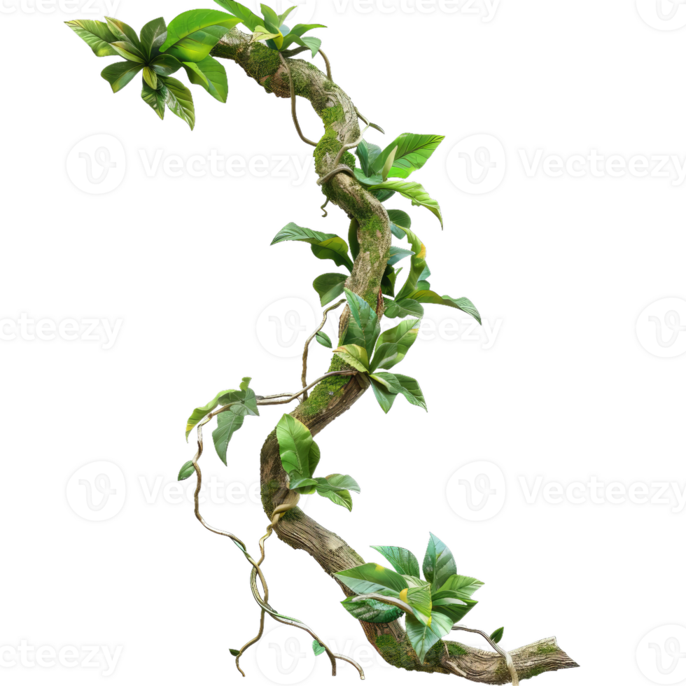 Realistic Jungle Vine With Green Leaves, Tropical Plant Decoration png