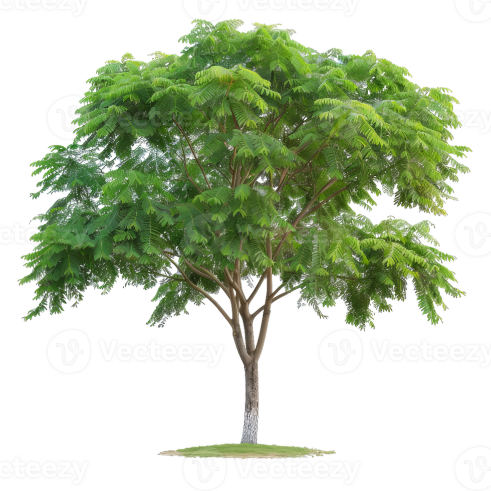 Tree With Green Leaves, Summer Foliage, And Branching Structure png