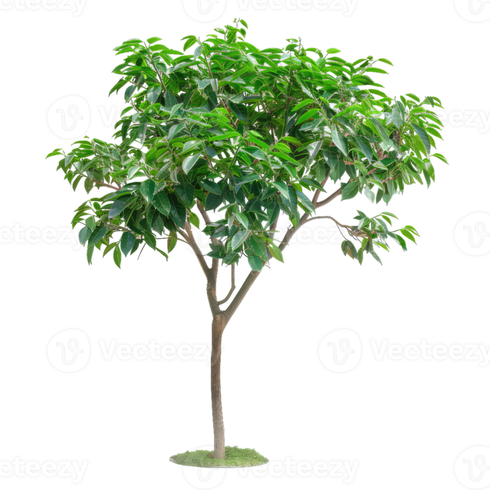 Lush Tree With Green Leaves and Sprawling Branches png